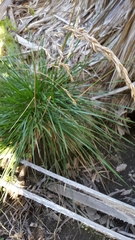 Festuca californica