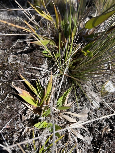 Dichanthelium hillebrandianum observed 2024-11-12
