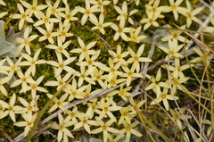 Stackhousia pulvinaris