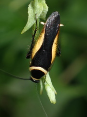 Hemithyrsocera vittata