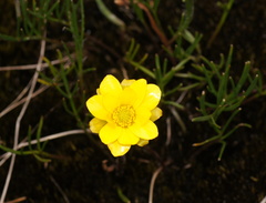 Ranunculus gunnianus