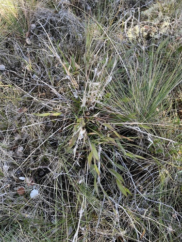 Dichanthelium hillebrandianum observed 2024-11-12