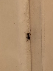 Steatoda bipunctata