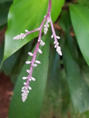 Cordyline cannifolia