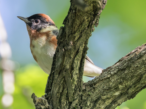 Bay-breasted Warbler, St. Louis, MO, USA, photo 9 of 10