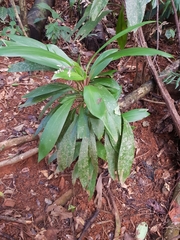 Cordyline cannifolia