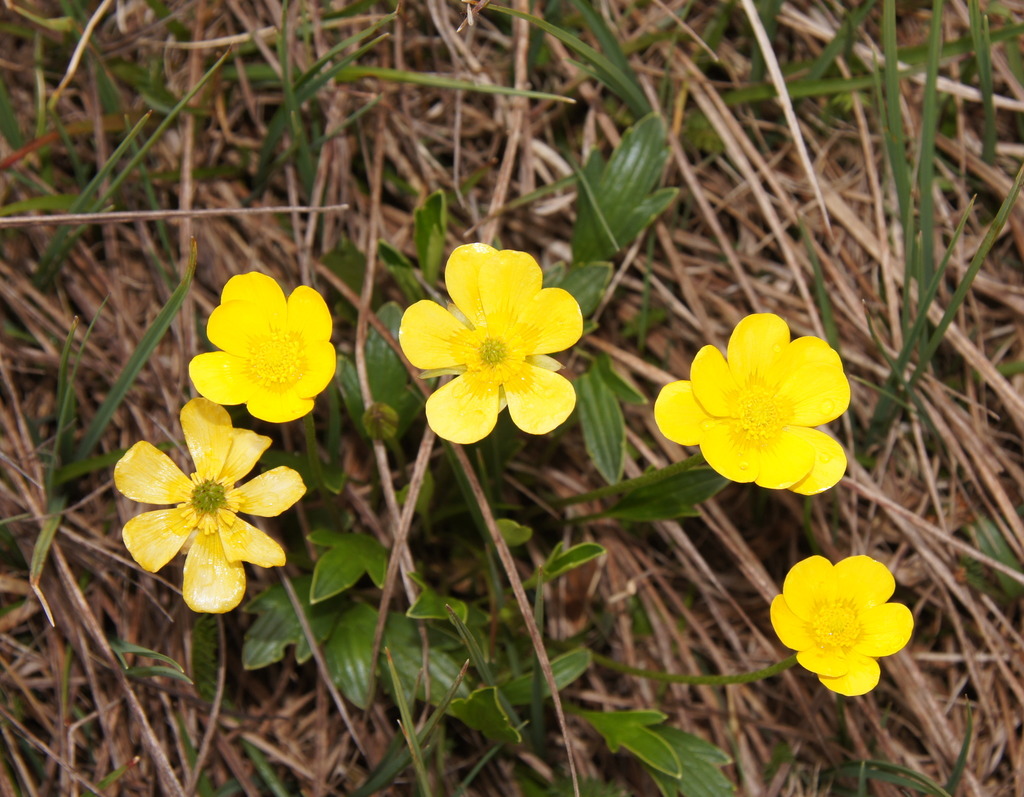 Ranunculus victoriensis