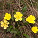 Ranunculus victoriensis - Photo (c) Reiner Richter, algunos derechos reservados (CC BY-NC-SA), subido por Reiner Richter