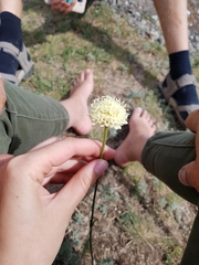 Cephalaria coriacea