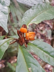 Pittosporum rubiginosum