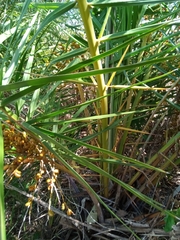 Phoenix reclinata image