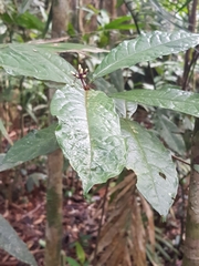Pittosporum rubiginosum