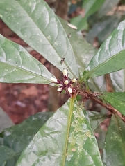 Pittosporum rubiginosum