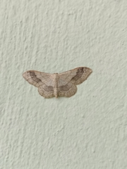 Idaea aversata