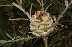 Banksia canei