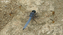 Orthetrum lineostigma