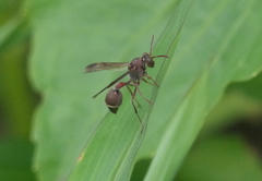 Ropalidia hongkongensis