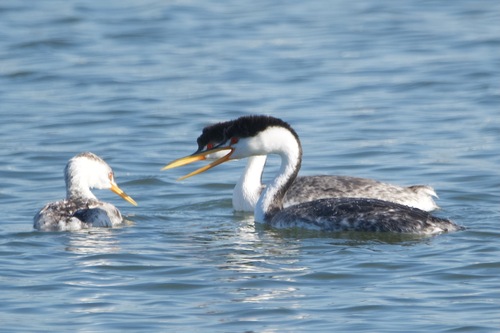 iNaturalist observation photo of Clark's Grebe