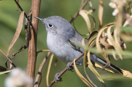 iNaturalist observation photo of Blue-gray Gnatcatcher
