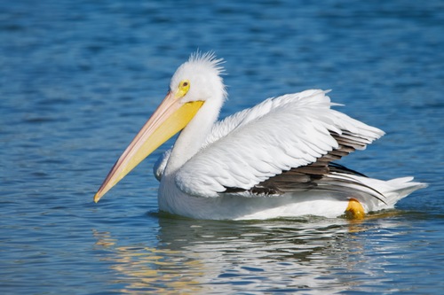 iNaturalist observation photo of American White Pelican