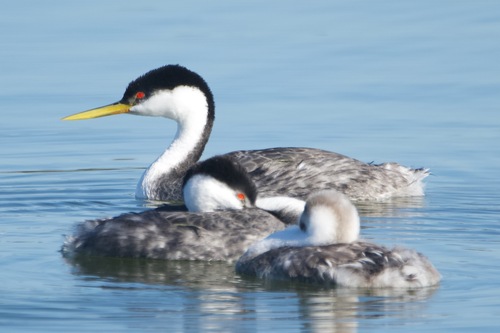 iNaturalist observation photo of Western Grebe