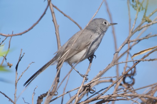 iNaturalist observation photo of Blue-gray Gnatcatcher