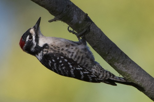 iNaturalist observation photo of Nuttall's Woodpecker