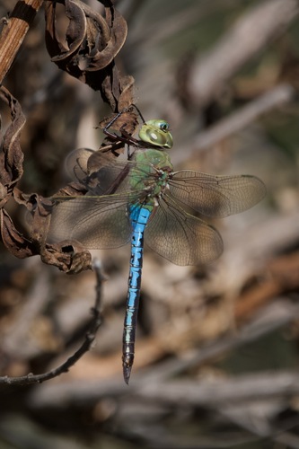 iNaturalist observation photo of Common Green Darner