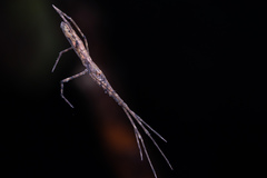 Menneus neocaledonicus
