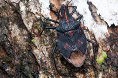 Polycarmes