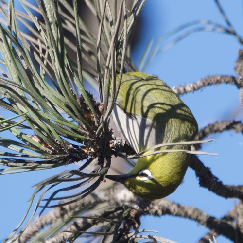 iNaturalist observation photo of Swinhoe's White-eye