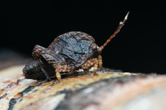 Hyperyboella orphania