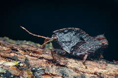 Hyperyboella orphania