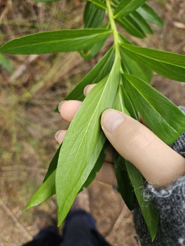 Image of Pimelea longifolia by (c) Angus Campbell, some rights reserved (CC BY)
