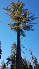 Pinus lambertiana