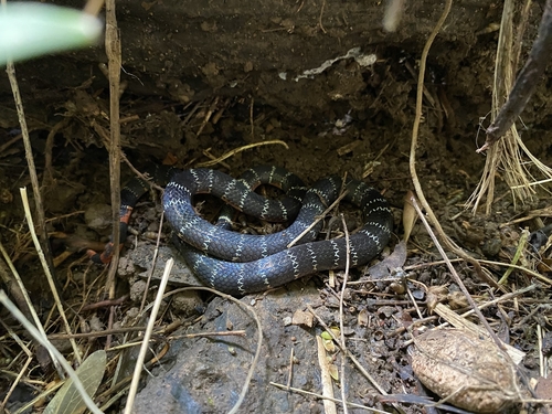 Barred Coral Snake