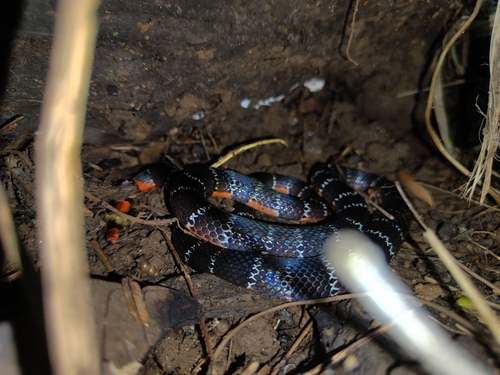 Barred Coral Snake