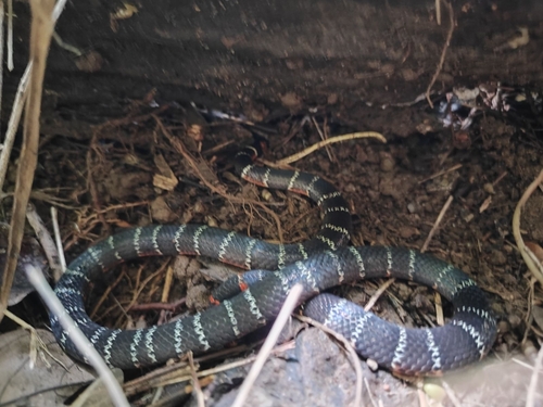 Barred Coral Snake
