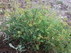 Ruta divaricata