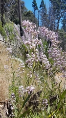 Turricula