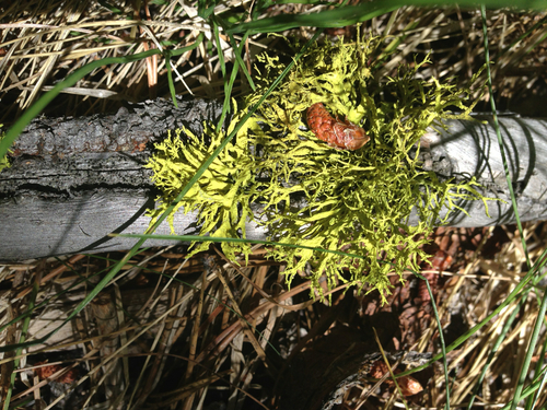 iNaturalist observation photo of wolf lichen