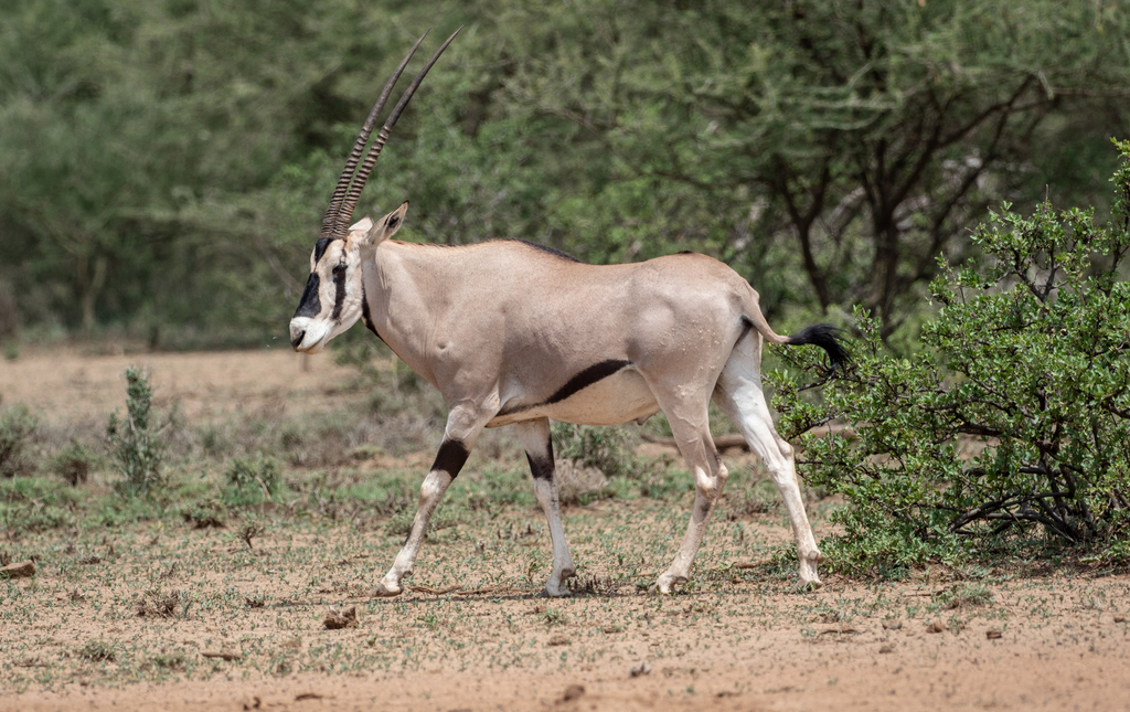Beisa Beisa Oryx in June 2019 by Forest Botial-Jarvis · iNaturalist