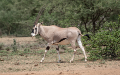 Oryx beisa