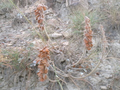 Hedysarum candidum