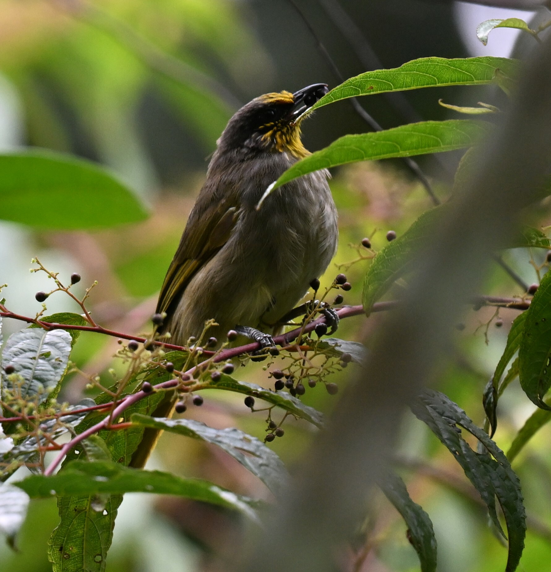 Stripe-throated Bulbul