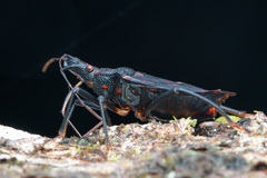 Polycarmes