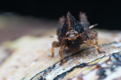 Hyperyboella orphania