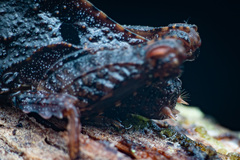 Hyperyboella orphania