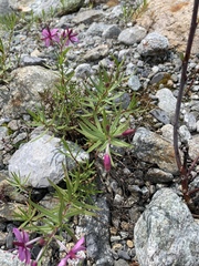 Chamaenerion fleischeri