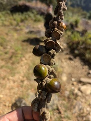 Lithocarpus elegans, photograph (c) Sagnik Dutta Roy, some rights reserved (CC BY)